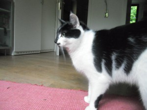 Vermisst im Bereich Spenge / Bi-Theesen: Katze Mimi